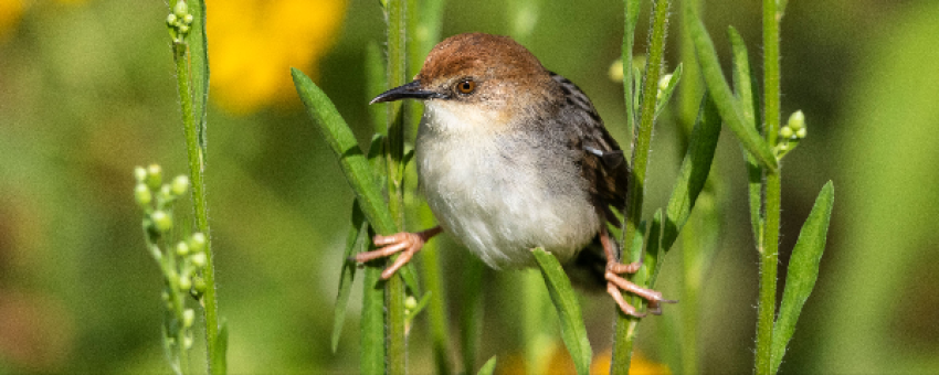 Carruther's Cisticola from Gashora Wetlands-Bugesera - Stefan