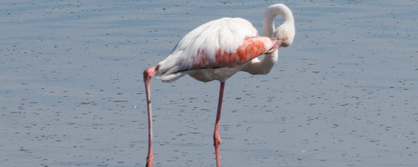 FLAMANT ROSE - ONDJOU TOURS CC