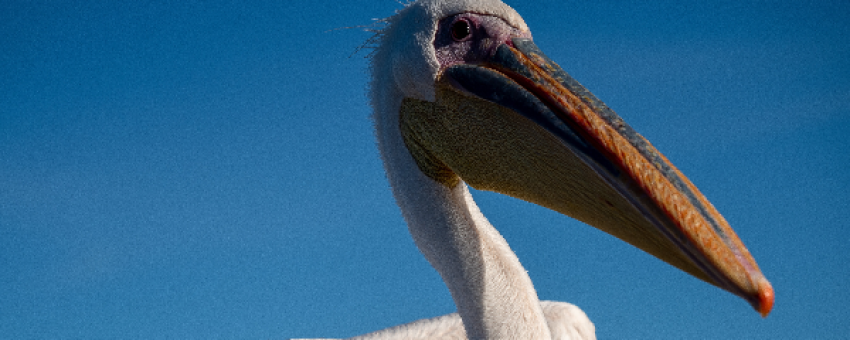 PELICAN - ONDJOU TOURS CC