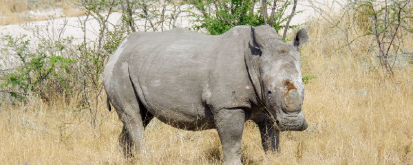 Etosha National Park - Chameleon Safaris