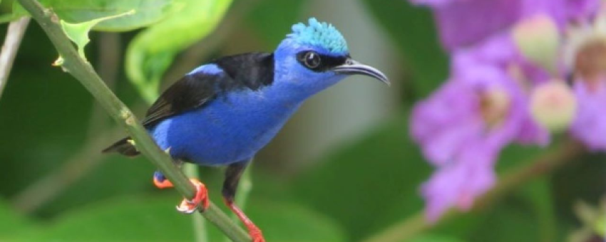 Panama compte 450 espèces d'oiseaux tropicaux - Bernard Chemier