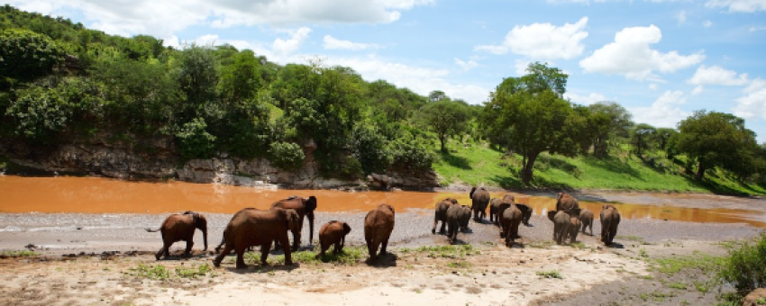 Elephants à la rivière Tarangire - Tanzania Specialist