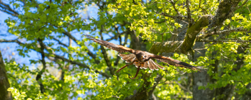 Randonnée avec des rapaces en liberté - coflocs