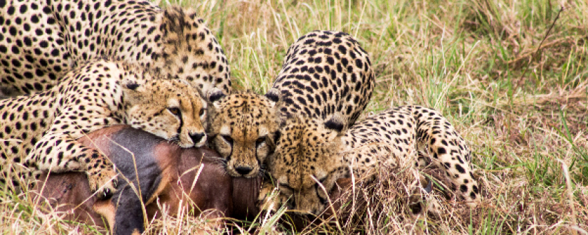 Cheetah Kill at the Maasai Mara - Aslan Adventure tours & Travel