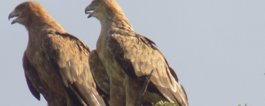 eagle - travelcreationsbotswana