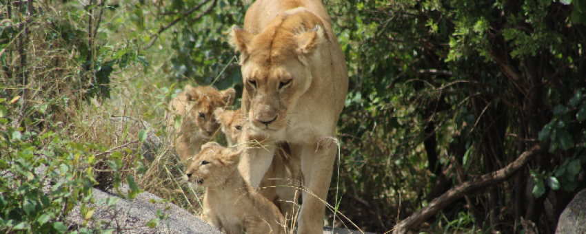 Lioness with her cubs - Aslan adventure tours