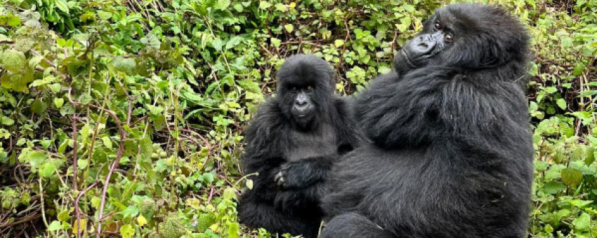 Mountain gorilla - Responsible Travel Africa