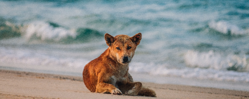 Fraser island Dingo - tourism australia