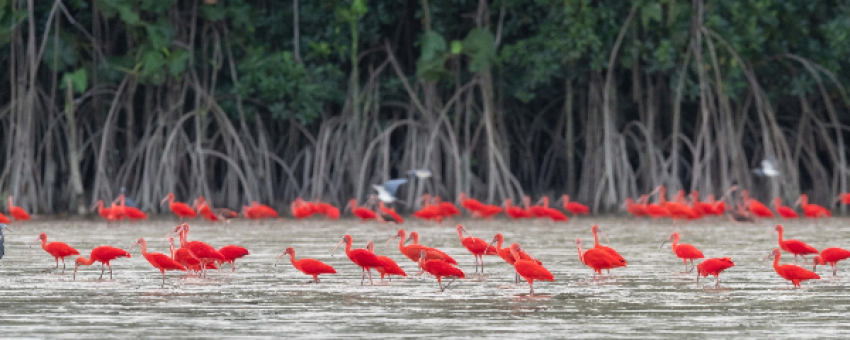 Ibis Rouges en arrivant à Ouanary - Guyane Brésil Transport