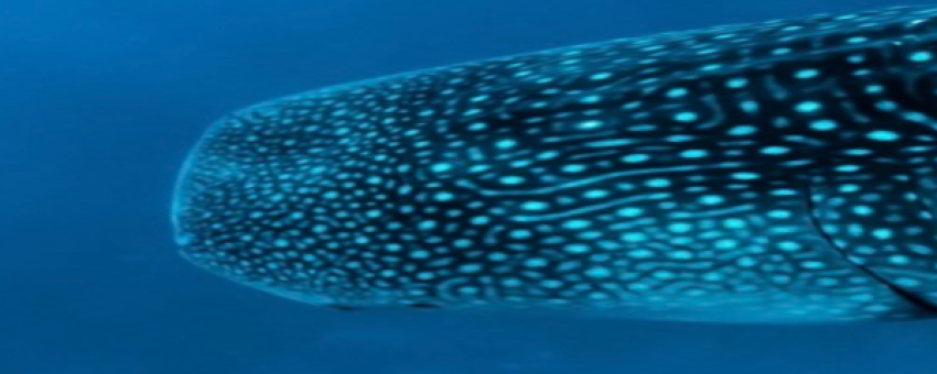 Le requin baleine - ELECTRIC BIKE RENTAL