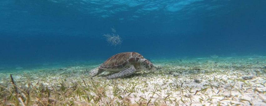 Tortue qui  nage a Akumal - ELECTRIC BIKE RENTAL