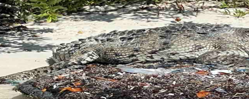 Un crocodile sur la plage - ELECTRIC BIKE RENTAL