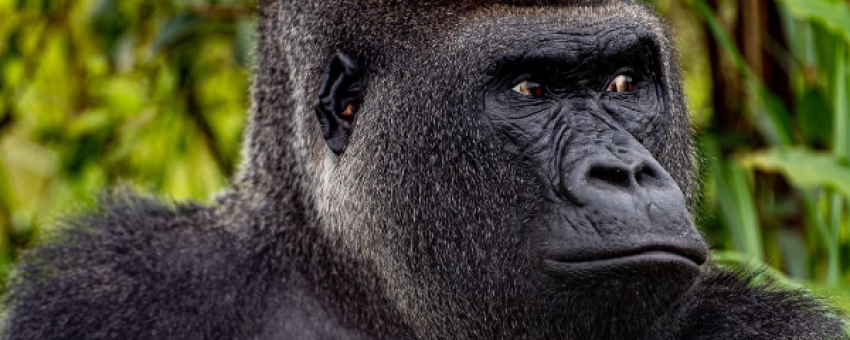 Gorille à dos argenté - Lawanda Tours