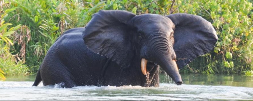 Elephant sur la Nambouli - Lawanda Tours