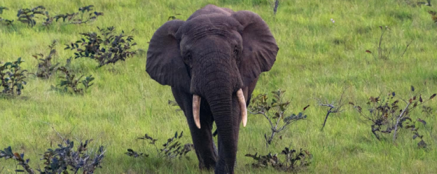 Elephant - Lawanda Tours
