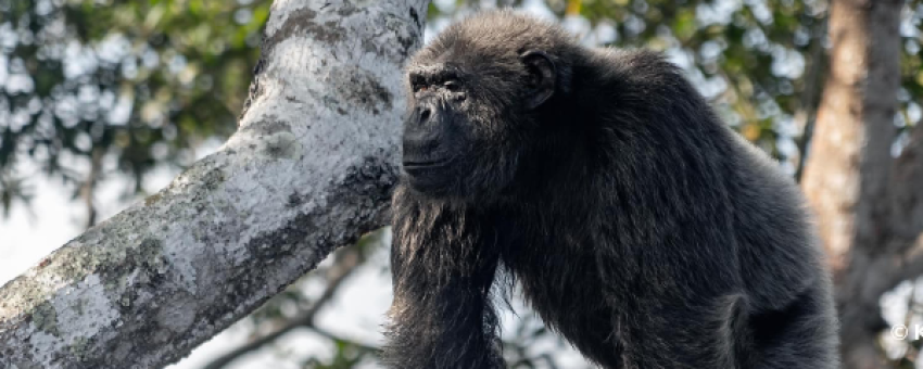 Chimpanzé à Conkouati - Lawanda Tours