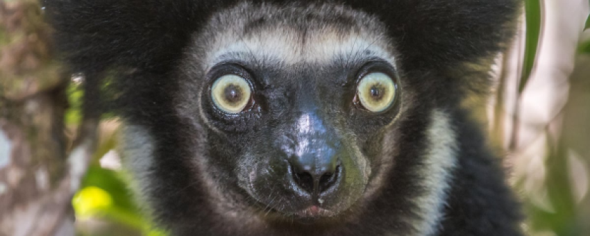 Indri-indri de la forêt d' Andasibe. - R.ArtWan
