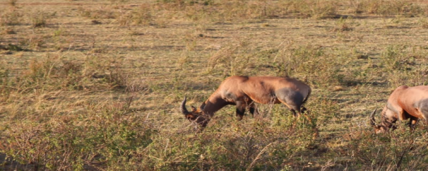 wildebeest feeding - supereagles