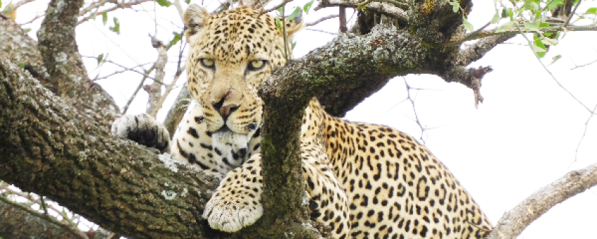 Leopard Split Nose - Expedition Kenya Safari