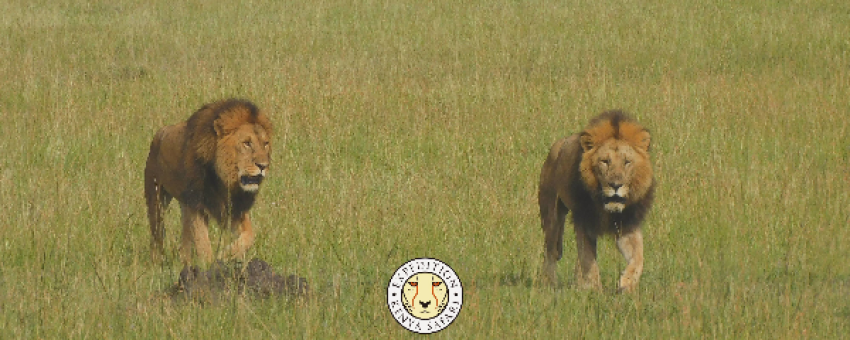 Lion Coalition - Expedition Kenya Safari