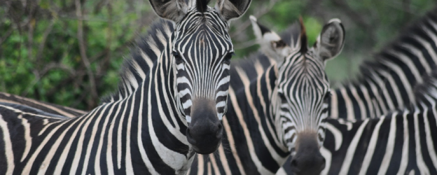 Zebras Akagera - JT