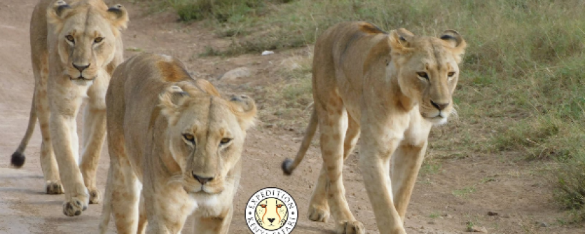 Lioness - Expedition Kenya Safari