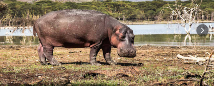 Hippopotame - Oserongoni Wildlife Sanctuary Website