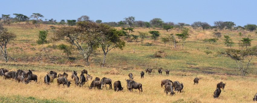 Plain in Ndutu - Twitcher