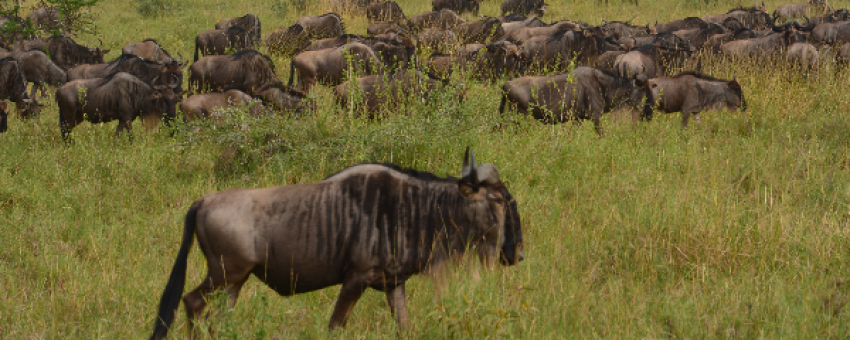 Ndutu Wildbeest - Twitcher Safaris