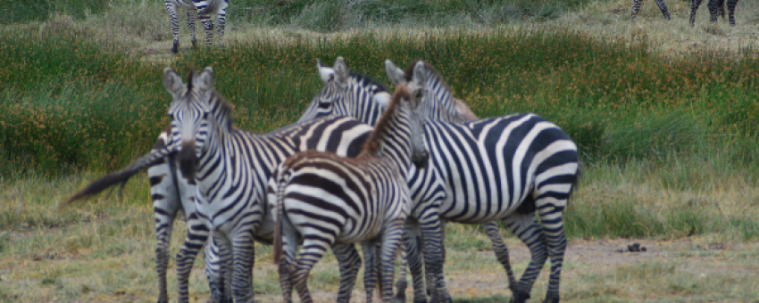 Group of Zebra - Twitcher Safaris