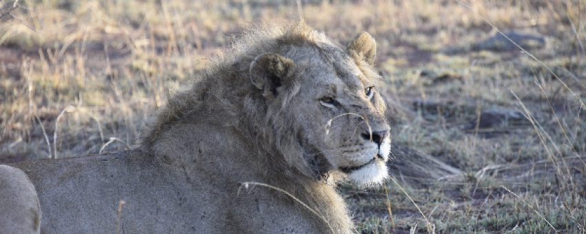 Lion King - Colours Africa Tours & Safaris