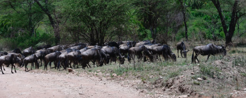 Wildbeest Migrations - Coolours Africa Tours