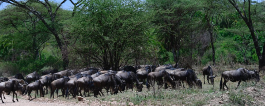Wildebeest Migration - Colours Africa Tours