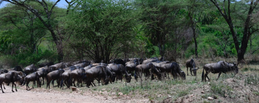 wildebeest - Colours Africa Tours