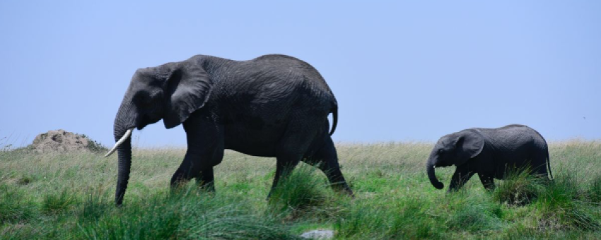 Giant Elephants - Colours Africa Tours