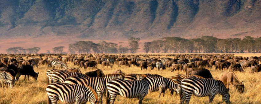 Zebra with wildebeests - Colours Africa Tours