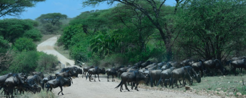 Wildebeest Migration - Colours Africa Tours