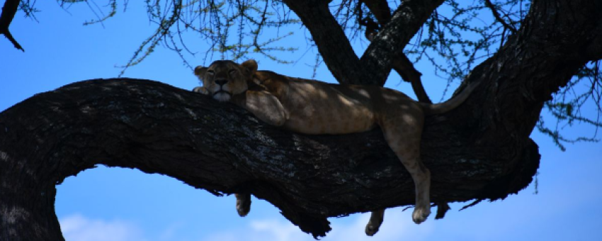 Tree-climbing lion - Colours Africa Tours
