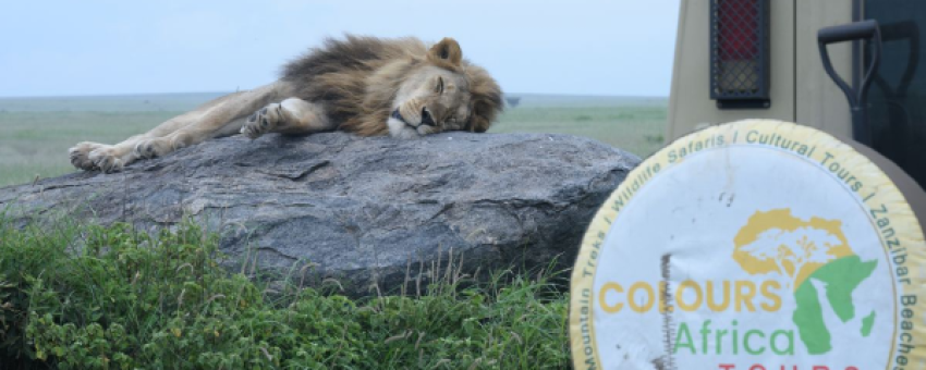 Lion lain - CColours Africa Tours