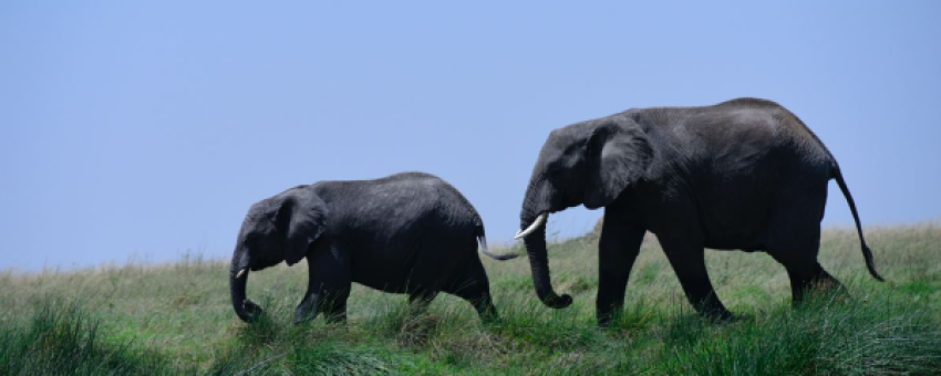 Giant Elephants - Colours Africa Tours