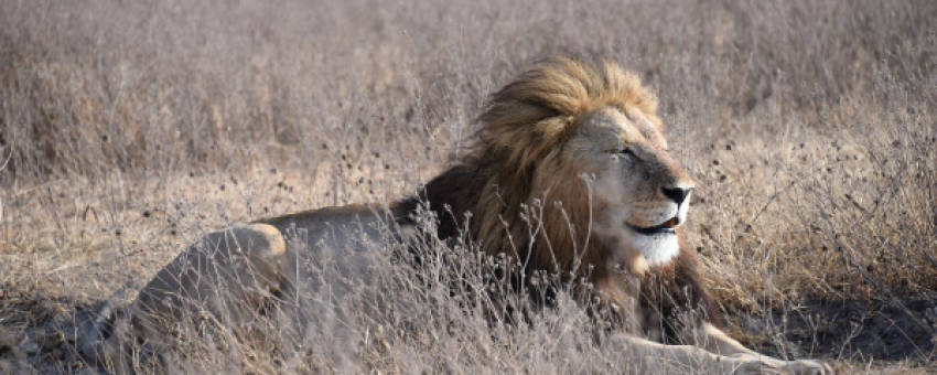 King Lion - Colours Africa Tours