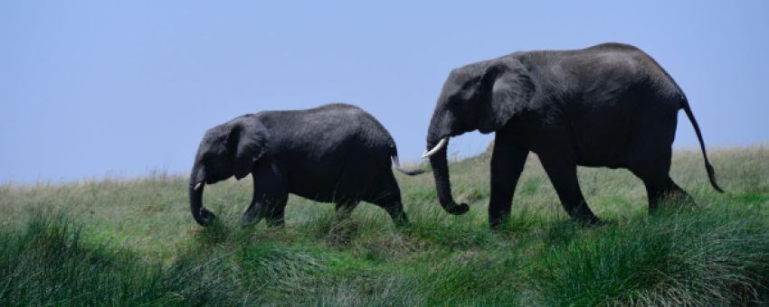 Giant Elephants - See Endless Adventure