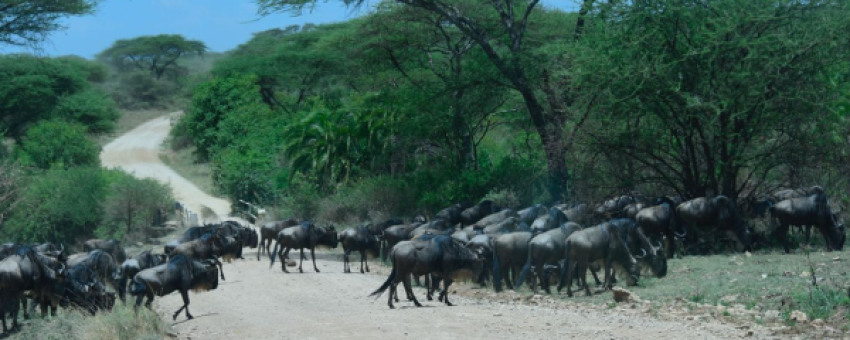 Wildebeest migration - See Endless Adventures