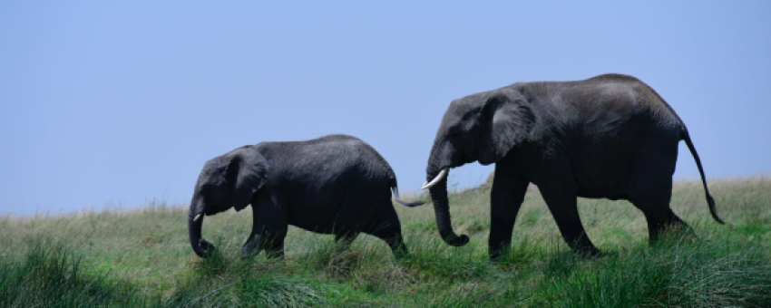 Giant Elephants - See Endless Adventures
