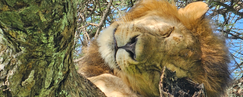 Lion at Tarangire national Park - Shah Tours