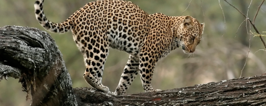 Leopard - Shah Tours