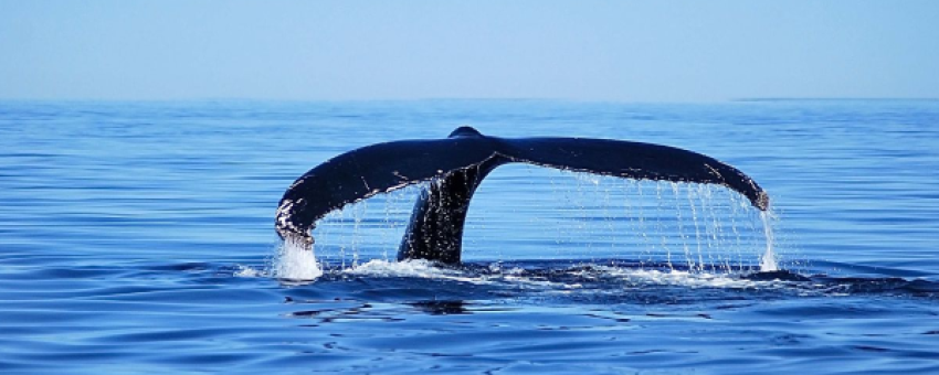 Baleine à Tadoussac - Shutterstock
