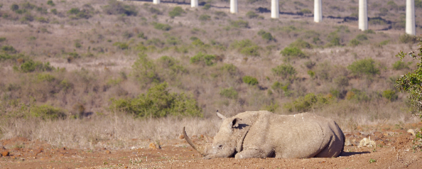 Rhino at Nairobi National Park - @lordstowntravel