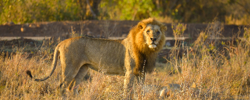 lion at the Nairobi National Park - @lordstowntravel