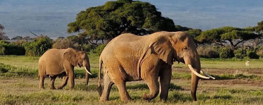 elephant - @amboseli national park